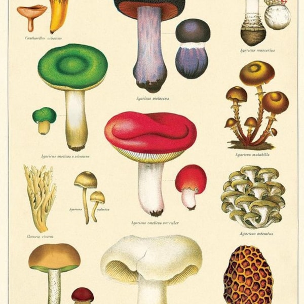 Vintage Poster Mushrooms