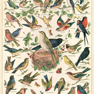 Vintage Poster Birds