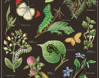 Vintage Poster Caterpillars and Butterflies