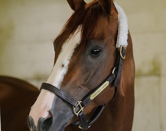 California Chrome Headshot