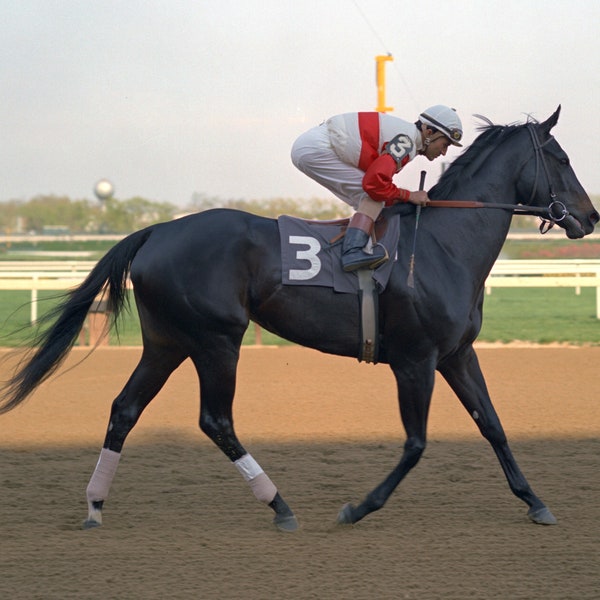 Ruffian parading at Aqueduct Racetrack