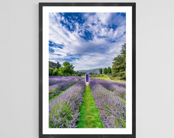 Lavender Field Fine Art Print: New Zealand Landscape Photography