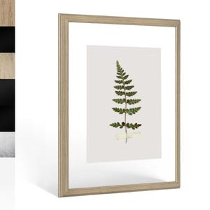 Könnte beinhalten: Ein gerahmter Druck mit einem grünen Farnwedel auf weißem Hintergrund. Der Farn ist mit Klebeband befestigt. Der Rahmen ist hellbraun und rechteckig, mit einem weißen Passepartout. Das Kunstwerk wird auf weißem Hintergrund präsentiert.