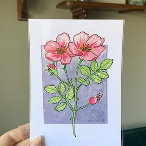 Fleur provinciale de l’Alberta - Rose | | d’impression d’art 5x7 Impression d’art mat de haute qualité - Dortoir, chambre à coucher, décor mural