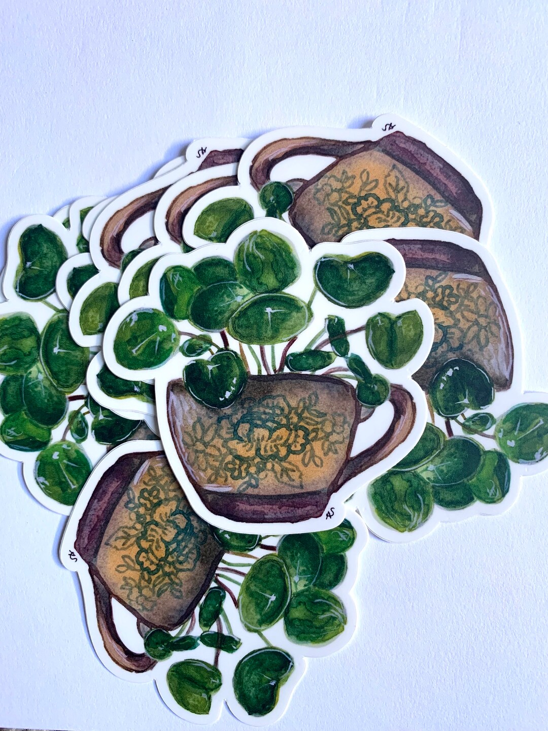 Pancake Plant - Pilea / Chinese Money Plant | High Quality Matte Die ...