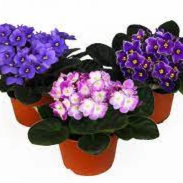 3 African violets