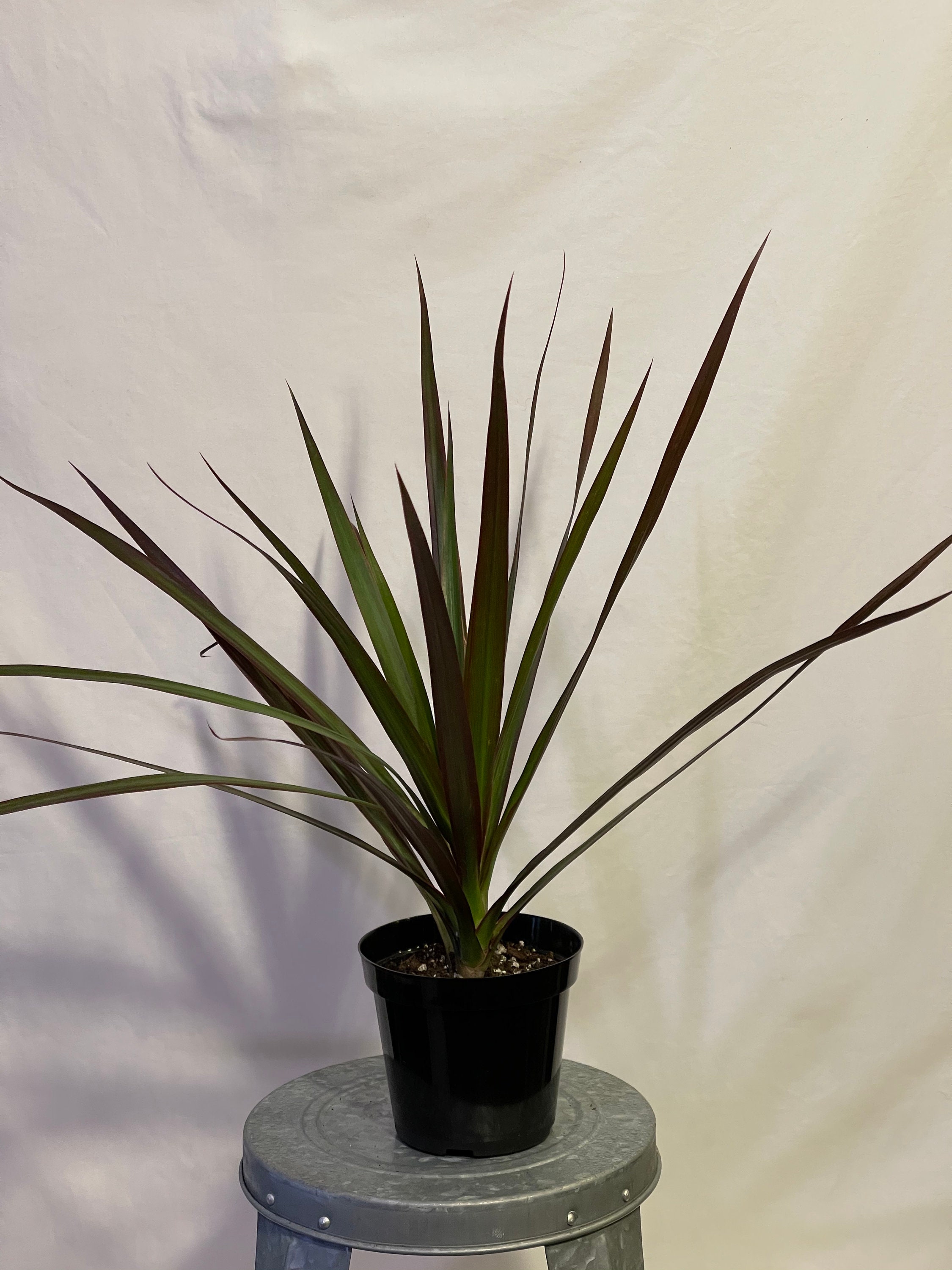 Dracaena Marginata Dragon Tree Easy Care 4 Fully Etsy