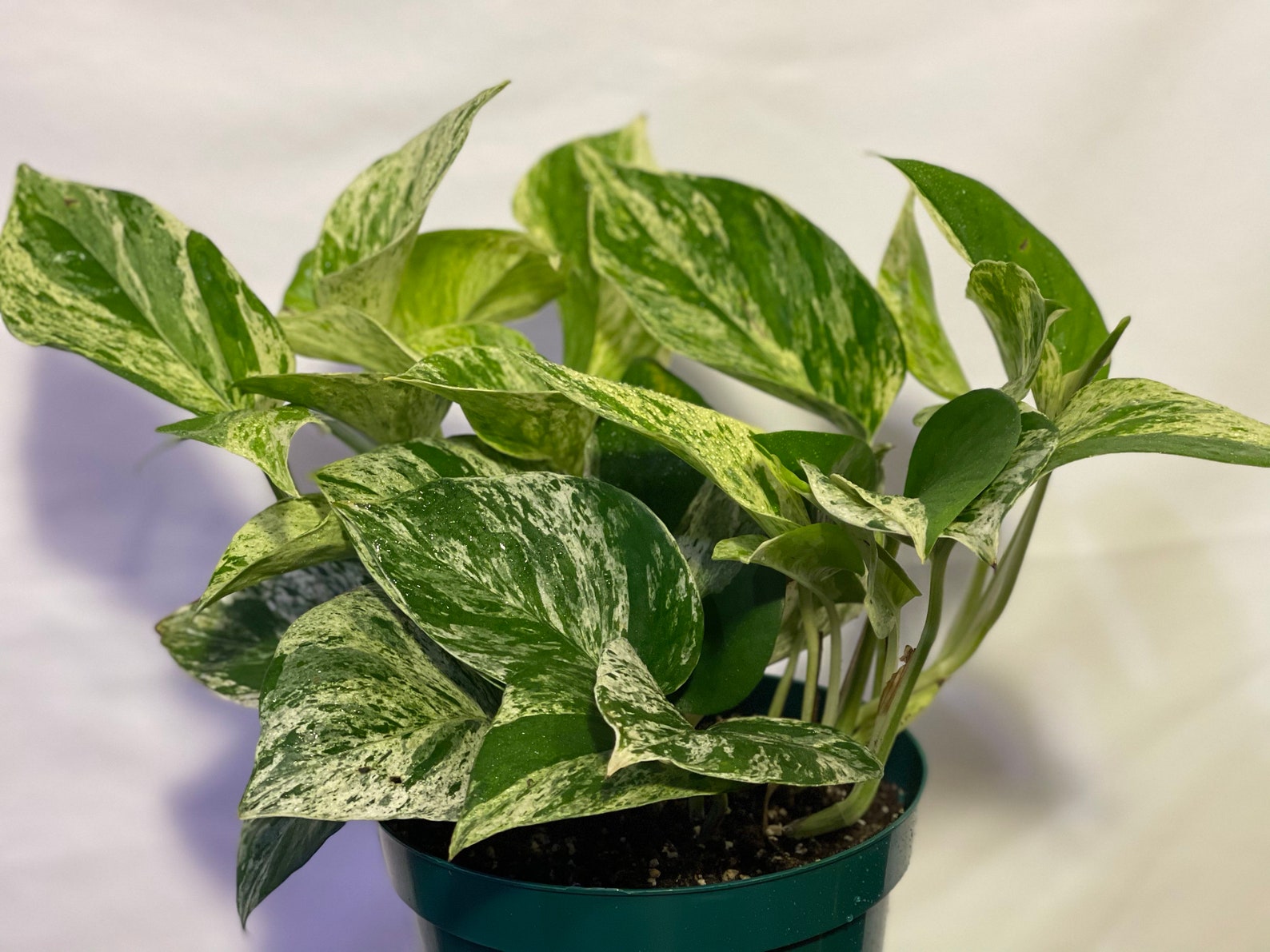 Marble Queen Pothos Devil