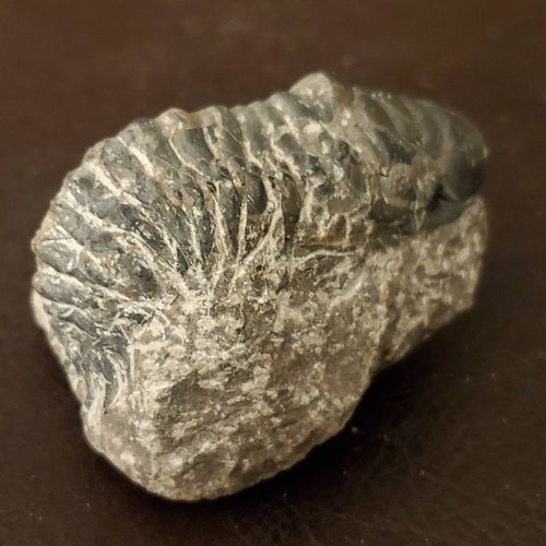 Crotalocephalus trilobite - hotsell Fossil Morocco 400 Million Years Old