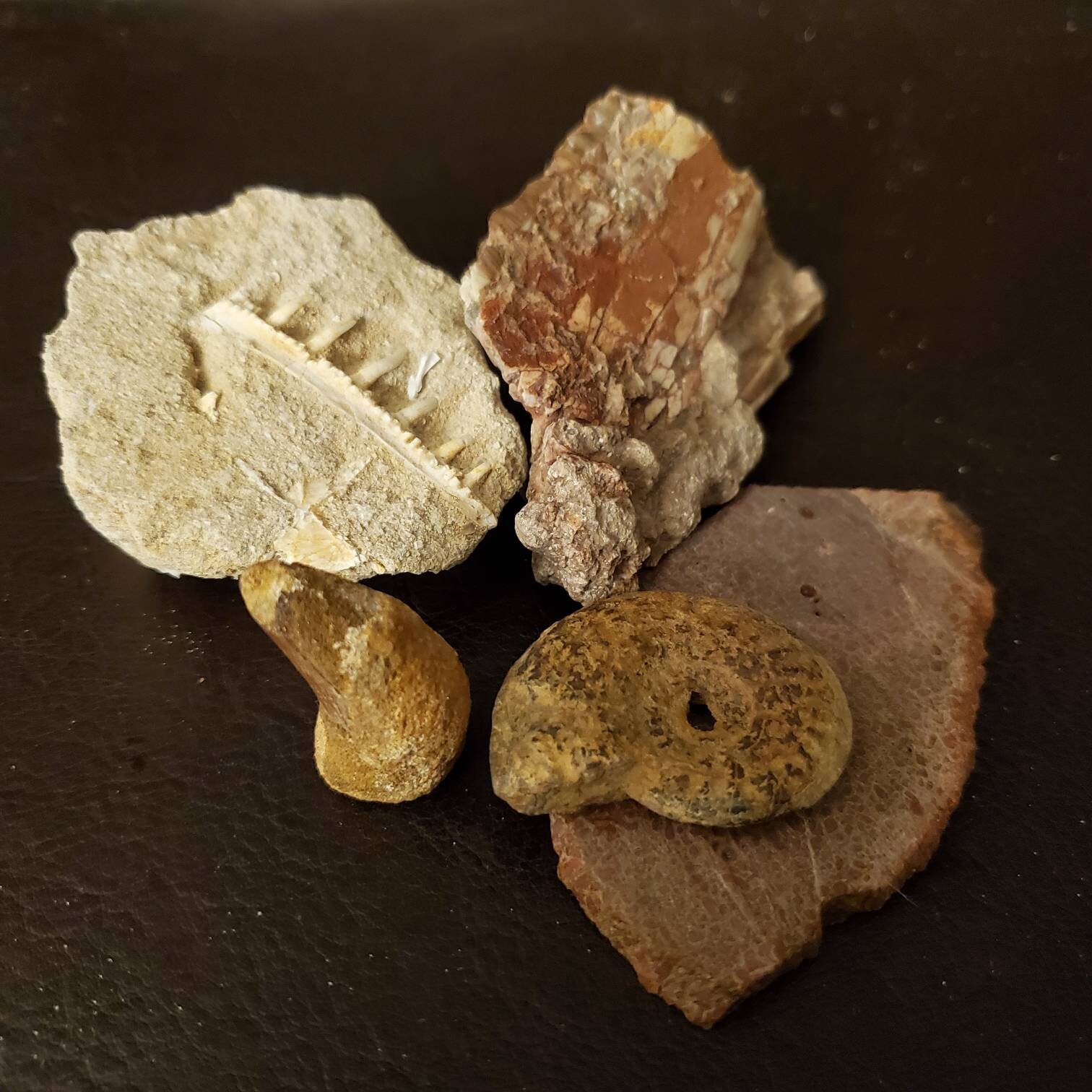 Fossil bundle real mixed fossils set before, during and after the