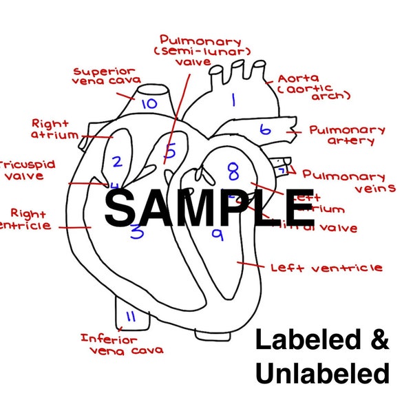 Le diagramme du cœur | Feuilles de calcul étiquetées et non étiquetées | Guide d’étude du cœur | Feuille de travail sur l’anatomie et la physiologie pour les étudiants | Imprimable