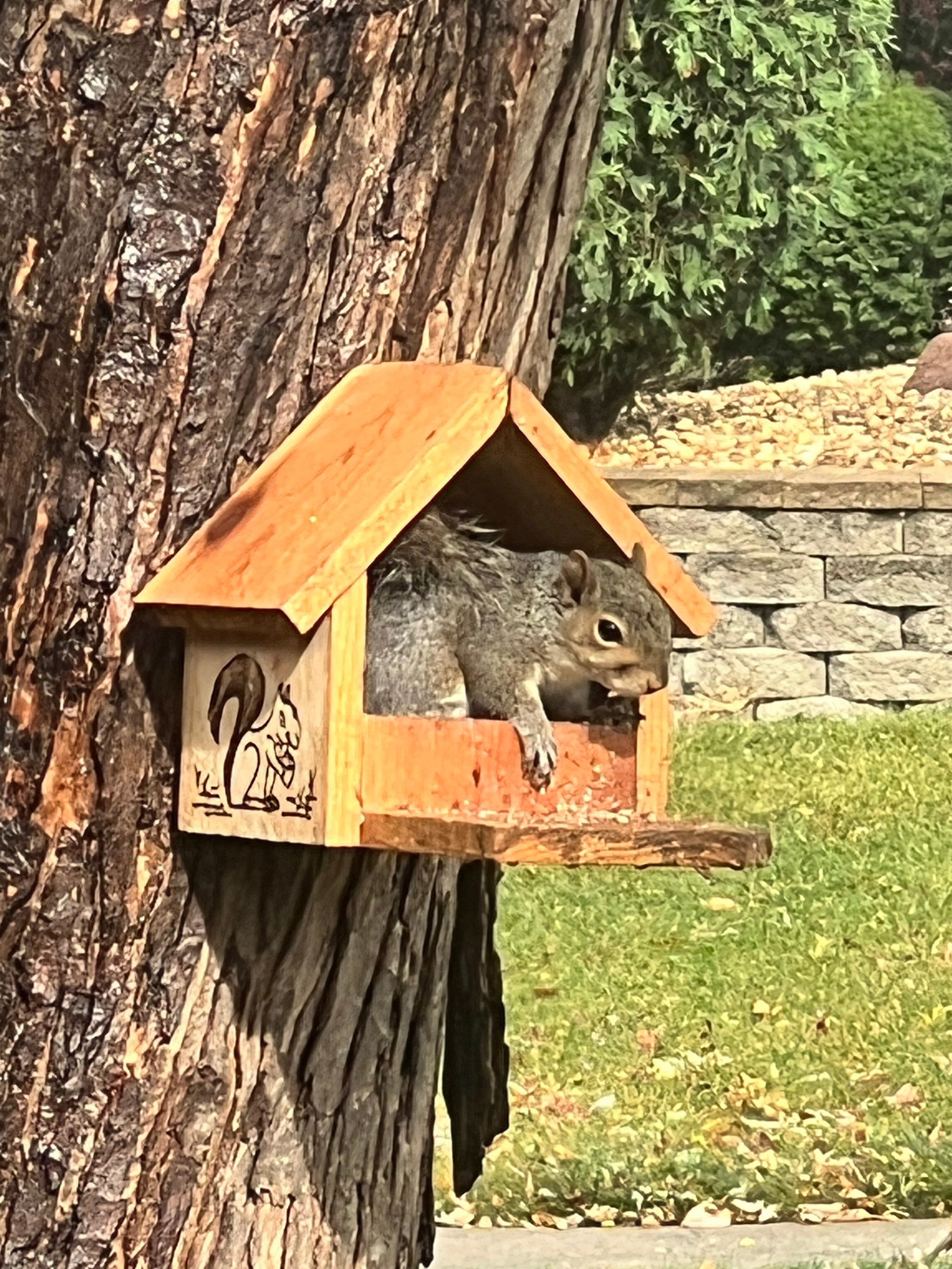 mangeoire-pour-ecureuils