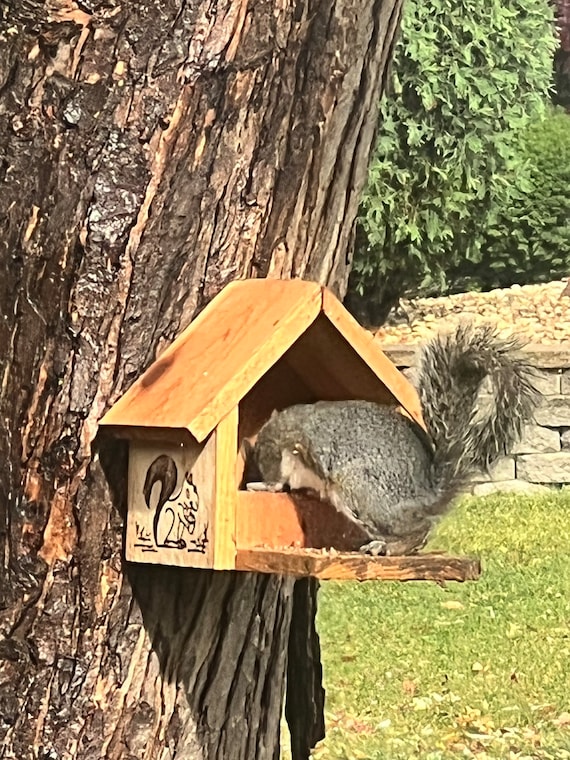 Acheter Mangeoire à écureuils en bois, mangeoire à oiseaux, mangeoire à  écureuils, produits créatifs de jardin extérieur