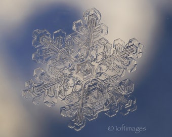 A real single snow crystal on glass  - 8x10 print in 11x14 white double mat.