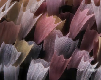 Luna Moth scales photographed - less than 1mm field of view.  11x14 print in a 16x20 double white mat, signed.