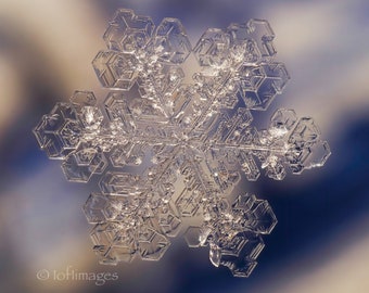 A real single snow crystal on glass  - 8x10 print in 11x14 white double mat.