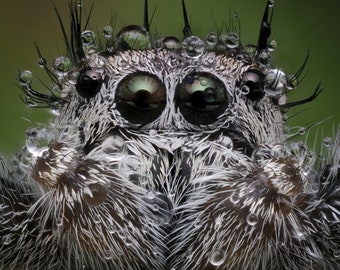 Live Phidippus putnami jumping spider print 11”x14” in 16”x20” double mat signed (available in larger sizes)