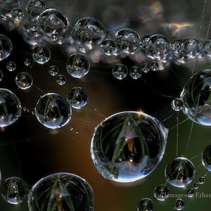 Dew drops hanging on a Florinda coccinea spider web in early fall. 2.5mm field of view. 11x14 print in a 16x20 double white mat.