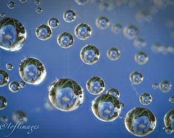 Dew drops hanging on a Florinda coccinea spider web in early fall. 2.5mm field of view. 11x14 print in a 16x20 double white mat.