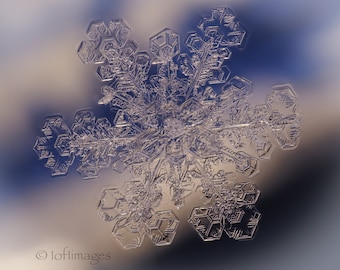 A real single snow crystal on glass  - 11x14 print in 16x20 white double mat.