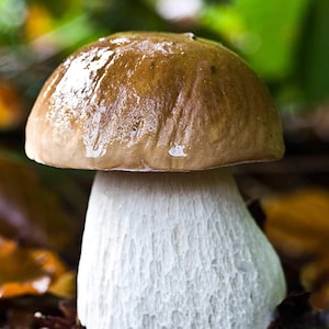 Porcini Mushroom King Bolete Mycelium Spawn Dried Spores Kit for Planting Non GMO