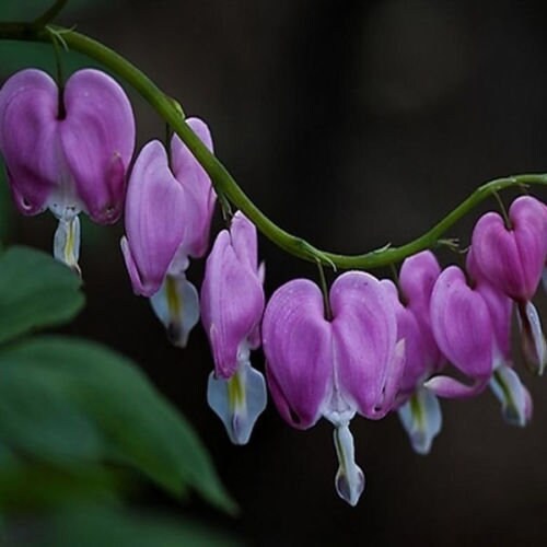 100 Purple Bleeding Heart Seeds Flowers Perennial Flower Etsy