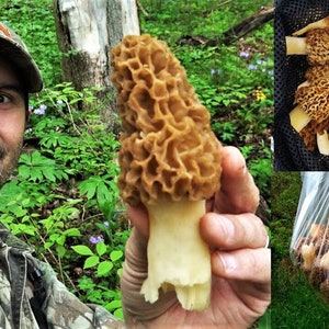 Morel Mushroom Spores in Sawdust Bag Jumbo Grow Kit Makes 25 gal FREE SHIPPING