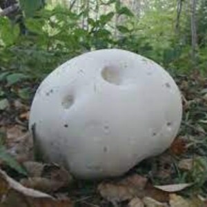 GIANT PUFFBALL MUSHROOM Growing Kit. Over 1 Billion Spores Calvatia gigantea Free Fast Shipping Included Printed Instructions image 3