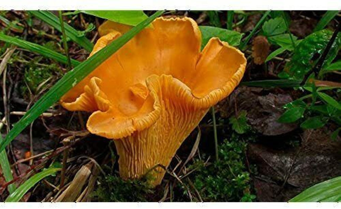 Chanterelle Mushroom Spores in Sawdust Bag Garden Grow Kit Etsy