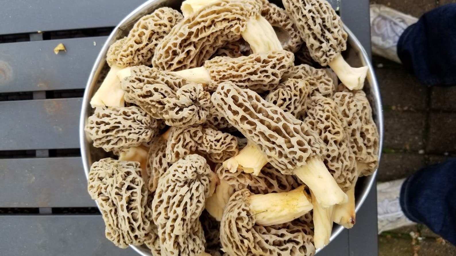 Morel Mushroom Spores in Sawdust Bag Garden Grow Kit Makes 5 Gal FREE SHIPPING Etsy