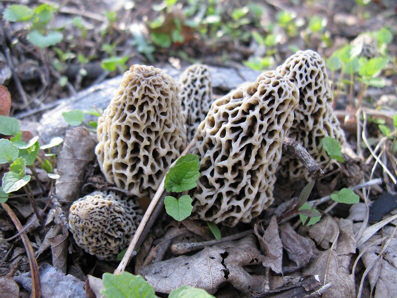 Morel Mushroom Spores in Sawdust Bag Jumbo Grow Kit Makes 25 Etsy