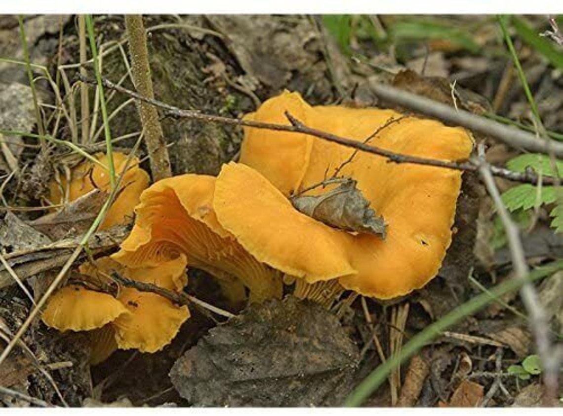 Chanterelle Mushroom Spores in Sawdust Bag Garden Grow Kit Etsy