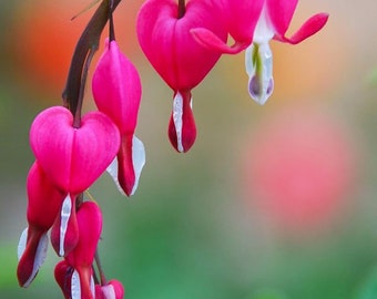 100+ Pink Bleeding Heart Seeds, Lamprocapnos Spectabilis, Dicentra DS0110