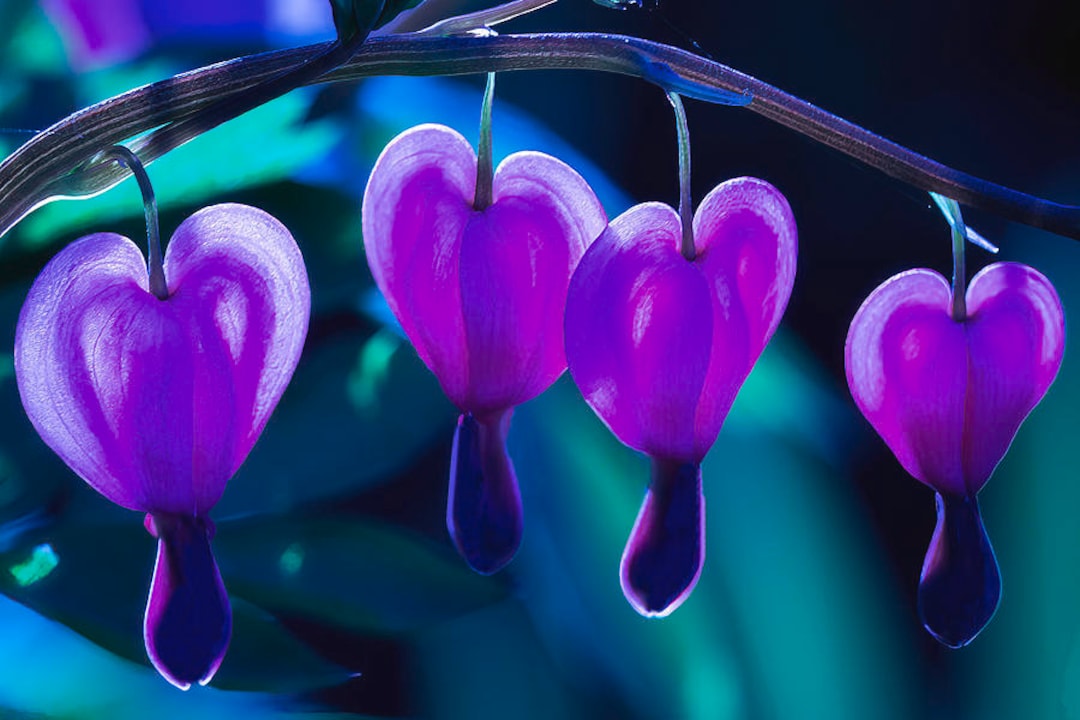 100 Purple Bleeding Heart Seeds, Flowers Perennial, Flower Seed Fast