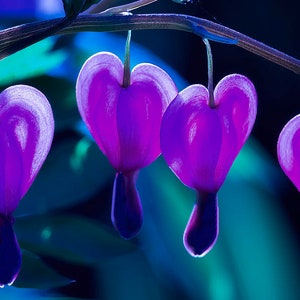 100 Purple Bleeding Heart Seeds, Flowers Perennial, Flower Seed Fast Free Shipping