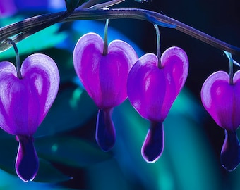 100 Purple Bleeding Heart Seeds, Flowers Perennial, Flower Seed Fast Free Shipping