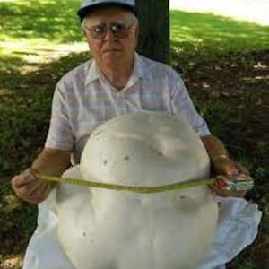 GIANT PUFFBALL MUSHROOM Growing Kit. Over 1 Billion Spores Calvatia gigantea Free Fast Shipping Included Printed Instructions image 4