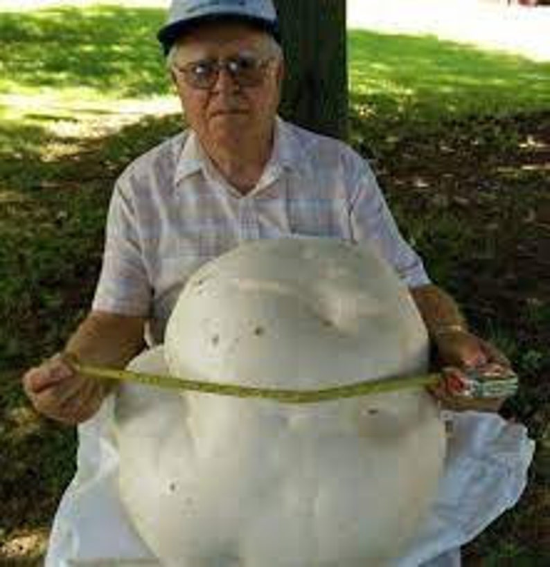 GIANT PUFFBALL MUSHROOM Growing Kit. Over 1 Billion Spores Calvatia gigantea Free Fast Shipping Included Printed Instructions image 4