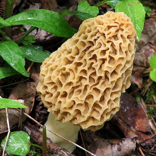 Morel Mushroom Spores in Sawdust Bag Garden Mushroom Seed Etsy