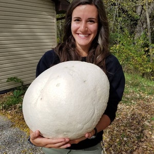 GIANT PUFFBALL MUSHROOM Growing Kit. Over 1 Billion Spores Calvatia gigantea Free Fast Shipping Included Printed Instructions image 1