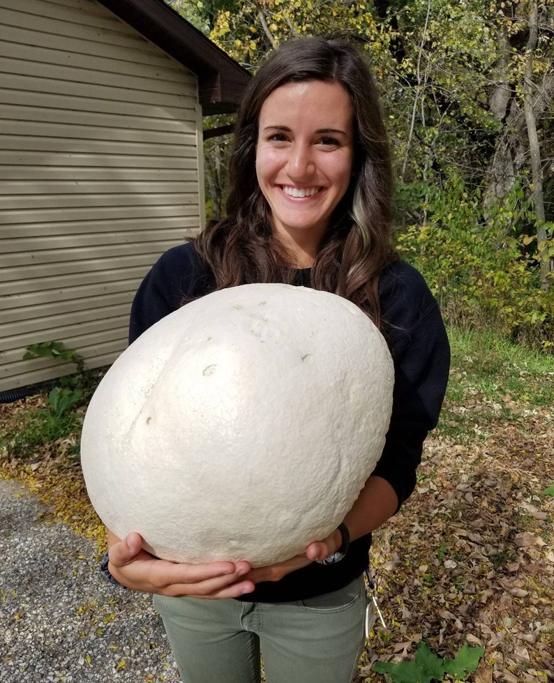 GIANT PUFFBALL MUSHROOM Growing Kit. Over 1 Billion Spores Calvatia gigantea Free Fast Shipping Included Printed Instructions image 1