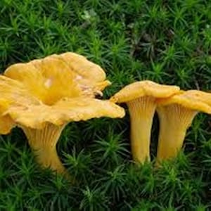 Chanterelle Mushroom Spores in Sawdust Bag Garden Grow Kit Makes 5 gal Yellow Mycelium Spawn Spores Organic Ukraine  Free Ship