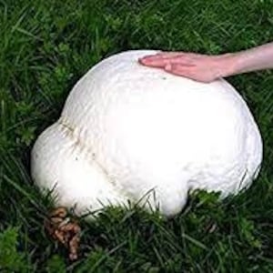 GIANT PUFFBALL MUSHROOM Growing Kit. Over 1 Billion Spores Calvatia gigantea Free Fast Shipping Included Printed Instructions image 2