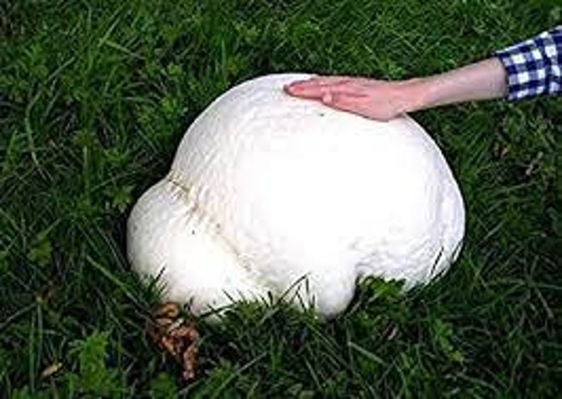 GIANT PUFFBALL MUSHROOM Growing Kit. Over 1 Billion Spores Calvatia gigantea Free Fast Shipping Included Printed Instructions image 2