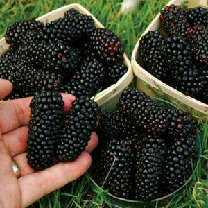 100 Seeds - GIANT THORNLESS BLACKBERRY - very tasty fruits, easy to grow, perennial plant