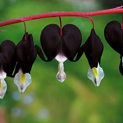 100 Black Bleeding Heart Seeds Flowers Perennial Flower Seed - Etsy