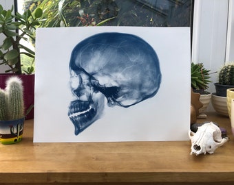 Skull - Cyanotype - A3