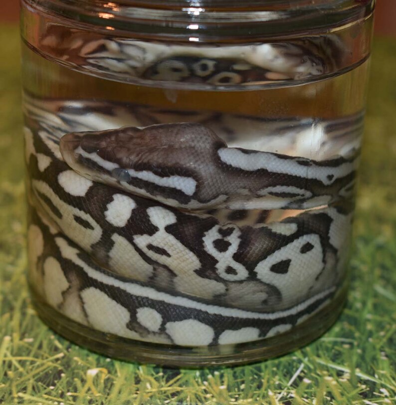 Real Taxidermy Wet Specimen Pastel Morph Ball Python Snake - Etsy