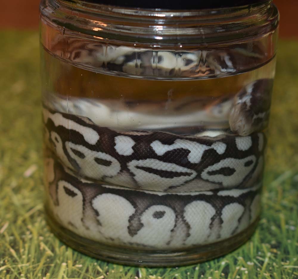 Real Taxidermy Wet Specimen Pastel Morph Ball Python Snake - Etsy