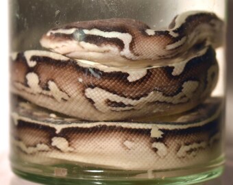 Taxidermy Ball Python - Etsy